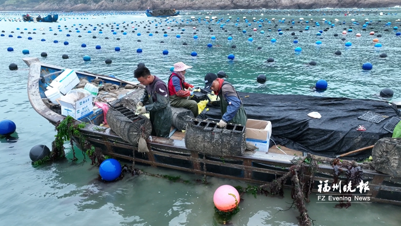 羅源海上春耕忙