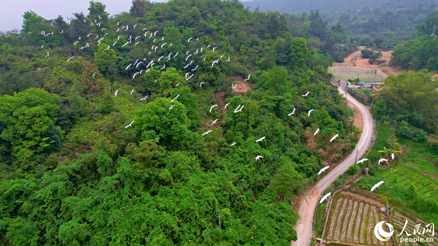 成群鷺鳥從山林中飛向農(nóng)田。人民網(wǎng)記者 陳博攝