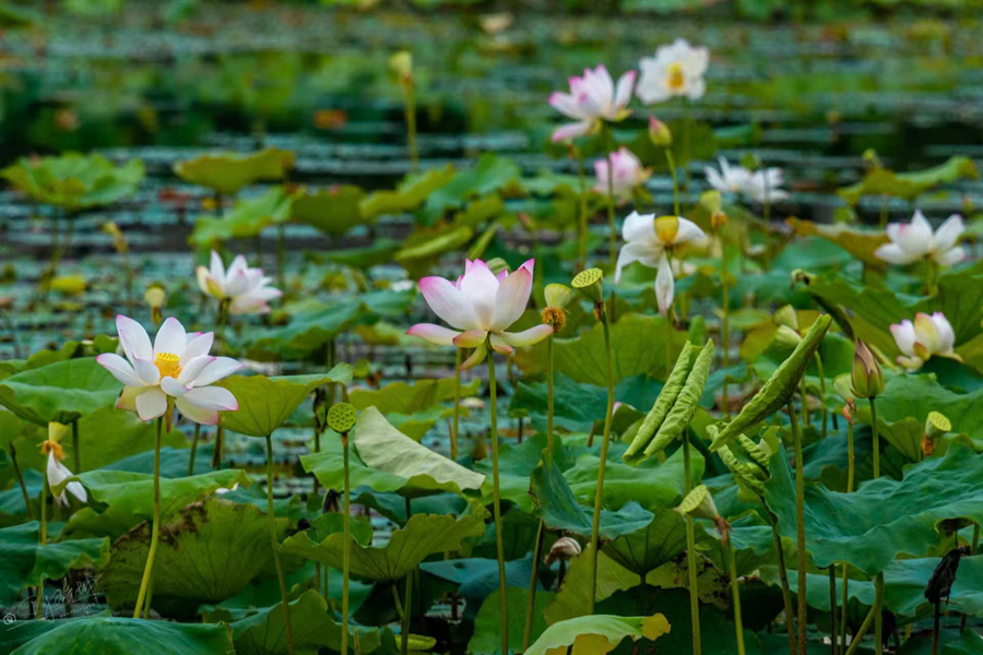 廈門集美馬鑾灣雙溪濕地公園里的荷花競(jìng)相綻放。陳瑞坤攝