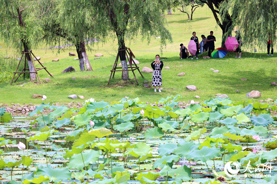 廈門同安文筆塔公園荷花池引客來。人民網(wǎng)記者 陳博攝