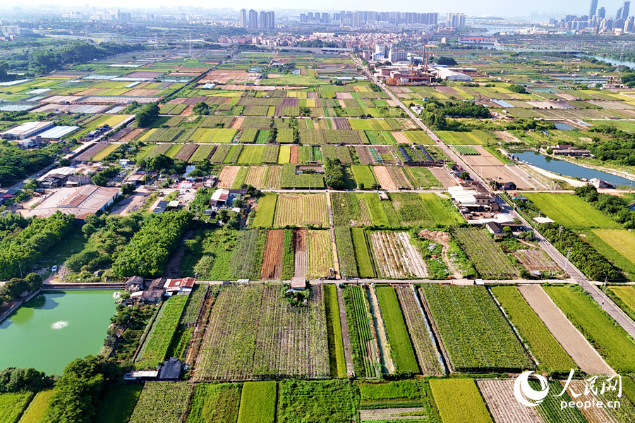 康潯村有田地300余畝，其中種植水稻約240畝。人民網(wǎng)記者 陳博攝