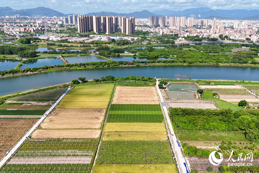 隔著西溪，康潯村的稻田與城市建筑相映成畫。人民網(wǎng)記者 陳博攝