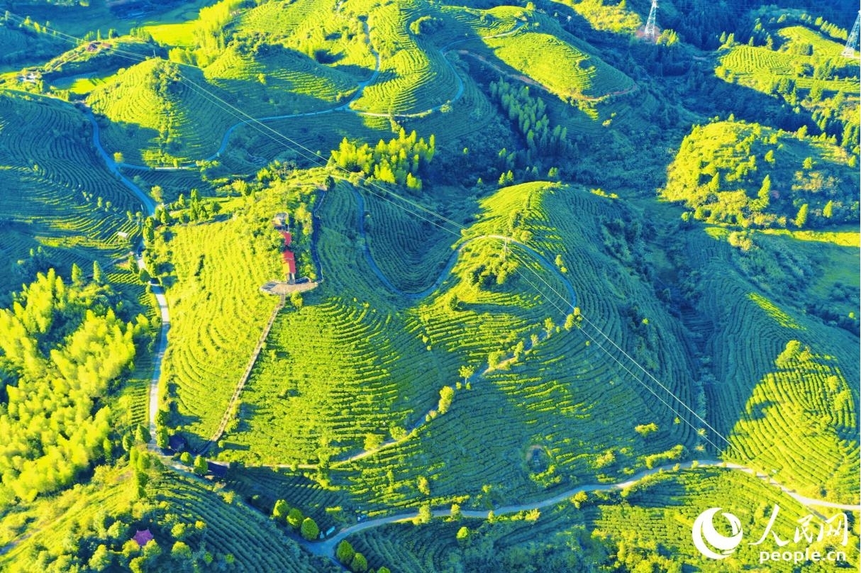 峰巒之間的茶田，仿佛一個巨大的“愛心”。人民網(wǎng) 李唯一攝