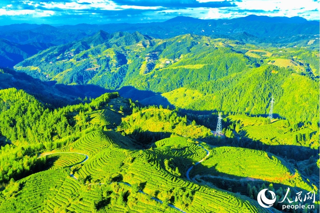 碧空如洗，高山茶園在日影映襯之下“鋪滿”蜿蜒群山。人民網(wǎng) 李唯一攝