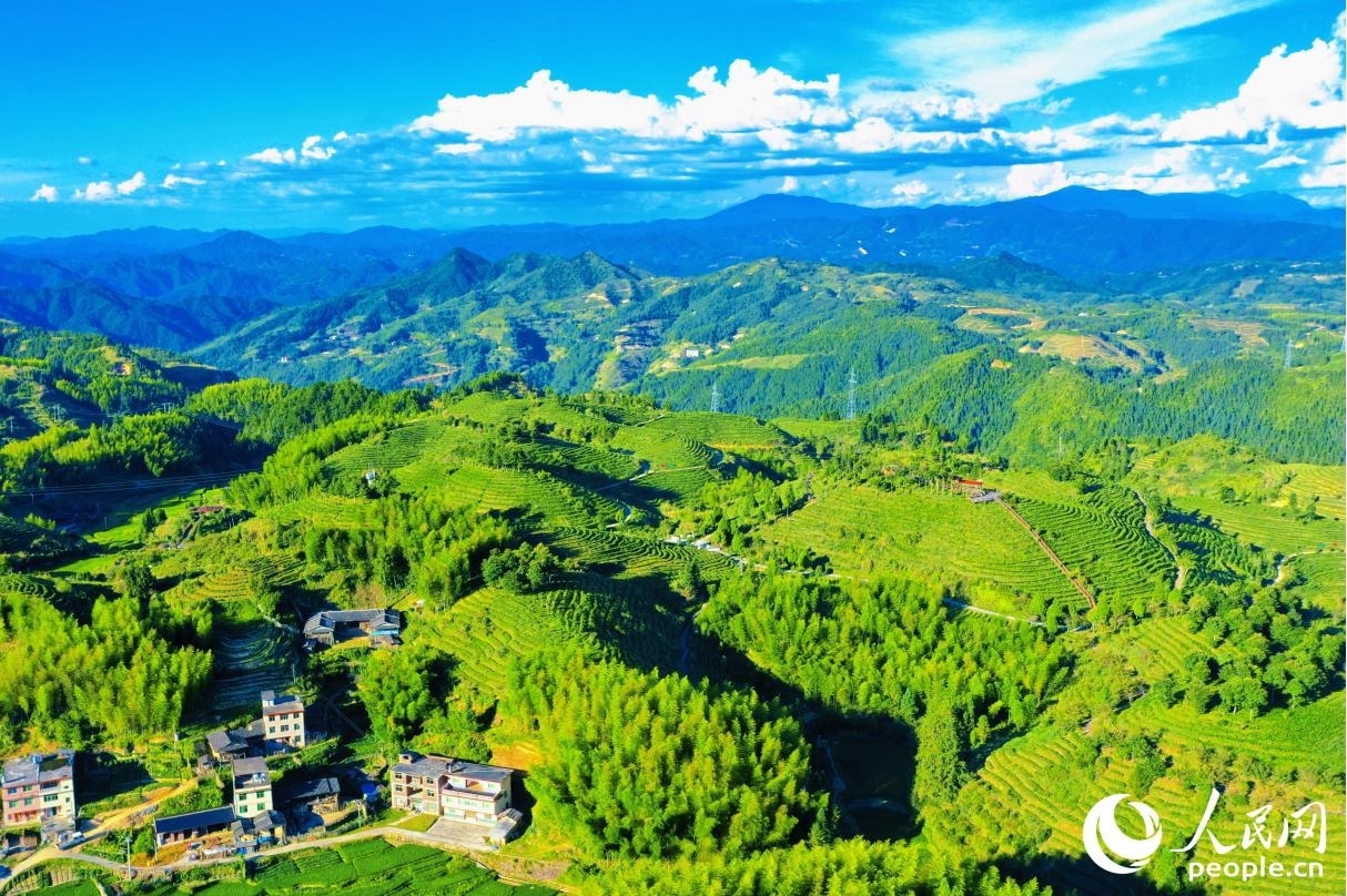 大田縣擁有海拔千米以上的山峰175座，90%以上的茶園位于海拔800米至1200米之間，獨特的宜茶環(huán)境，滋養(yǎng)出優(yōu)質(zhì)的高山茶。人民網(wǎng) 李唯一攝