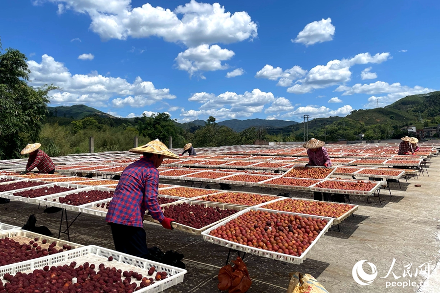 工人們?cè)跁駡?chǎng)中“搖青”。人民網(wǎng)記者 林盈攝