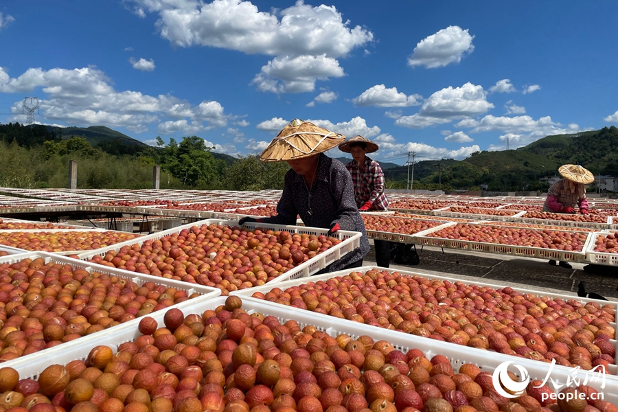 鮮摘的李果需要經(jīng)自然晾曬數(shù)日方能進(jìn)一步腌制加工。人民網(wǎng)記者 林盈攝