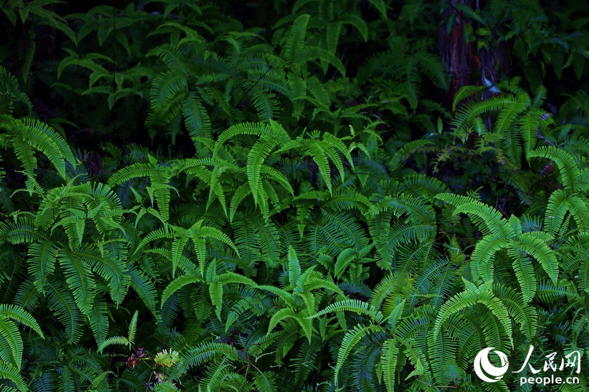 汀江國家濕地公園現(xiàn)有維管束植物424種，植被茂盛。人民網(wǎng) 李唯一攝