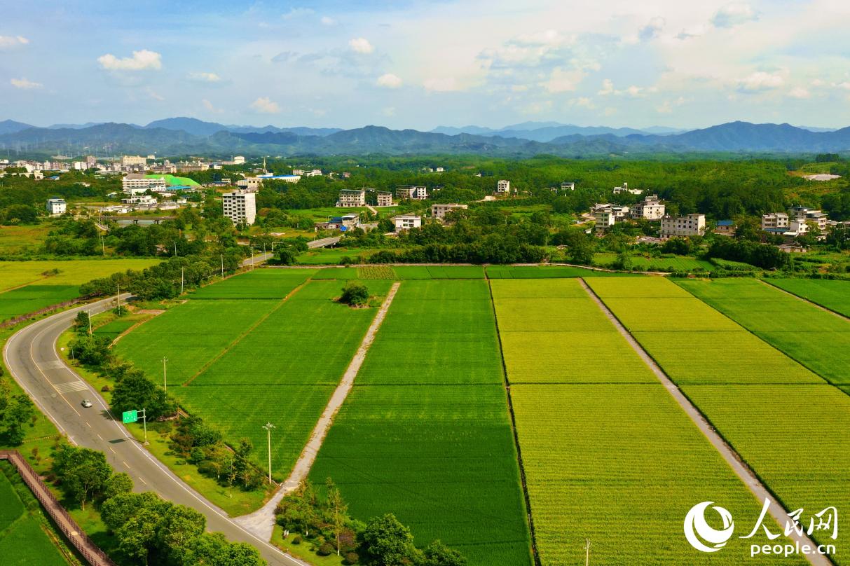 通過成立聯(lián)合社，當?shù)亟y(tǒng)一協(xié)調各合作社種植計劃、農資采購、農機調配、生產標準、產品銷售等工作，將“單打獨斗”的局面扭轉為“抱團發(fā)展”。人民網 李唯一攝