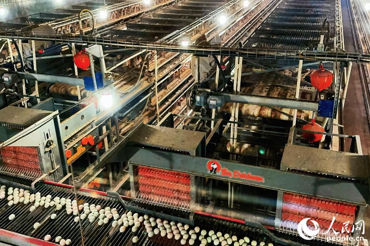 福建永泰：智能養(yǎng)殖帶來滾滾“金蛋”