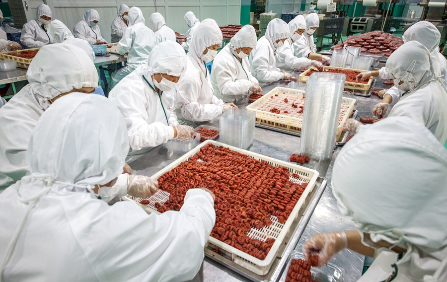在詔安縣一家青梅加工企業(yè)，工人在車間里忙碌。許少球攝