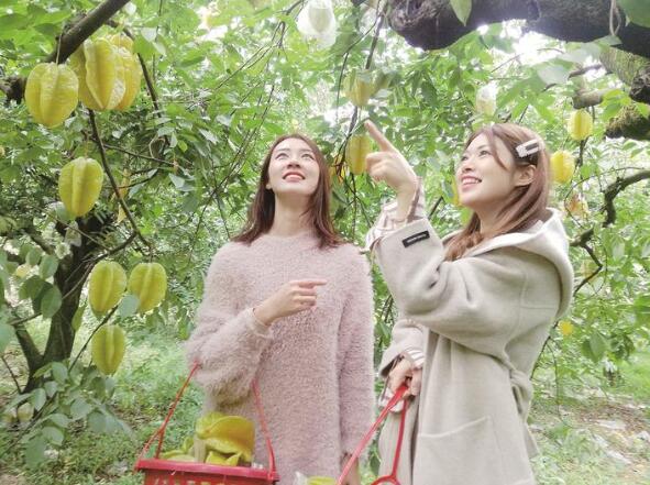 下河楊桃成熟，吸引了眾多游客前往采摘。李金文攝