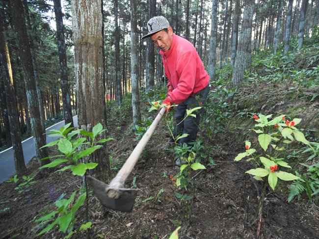 周寧縣黃振芳家庭林場(chǎng)林下種植草珊瑚