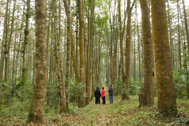 沙縣官莊國(guó)有林場(chǎng)生物防火林帶