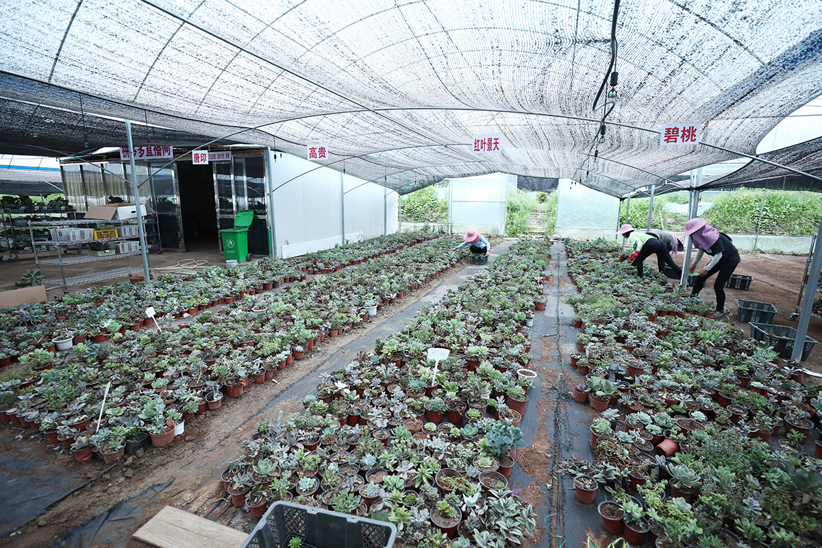 安樂(lè)鎮(zhèn)多肉種植基地里，工人們正忙碌地分揀、打包多肉盆栽。（來(lái)源：寧化縣融媒體中心）
