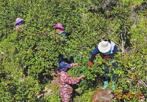 林下生金　綠富雙贏