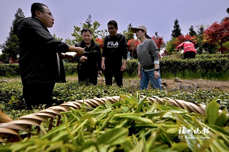 福清：科特派“看天把脈” 茶產業(yè)“點綠成金”