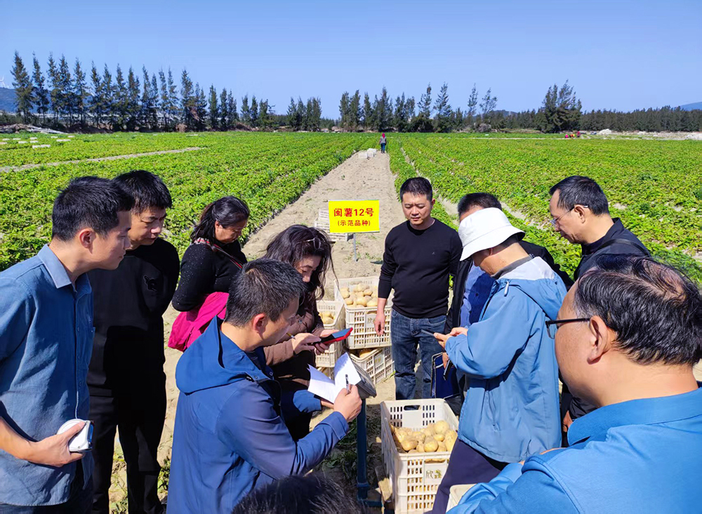 閩薯12號沙地示范片專家測產.jpg