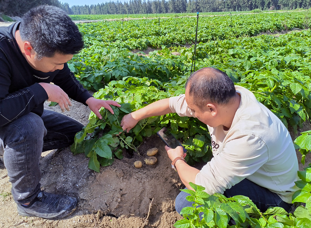 調查鹽堿地馬鈴薯結薯情況 -1.jpg
