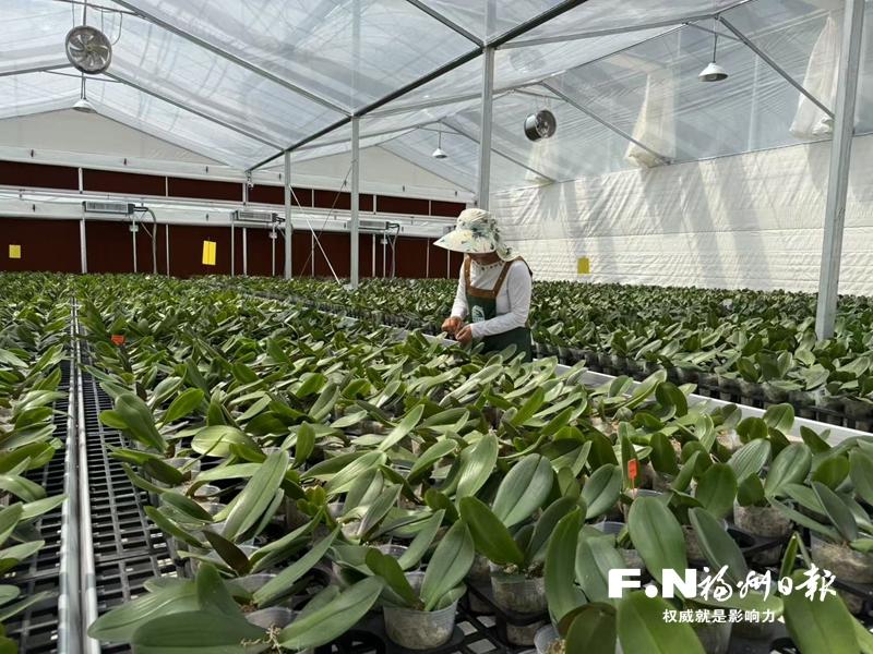 閩清首個現(xiàn)代化蘭花培育基地投產(chǎn) 可年產(chǎn)28萬株蝴蝶蘭
