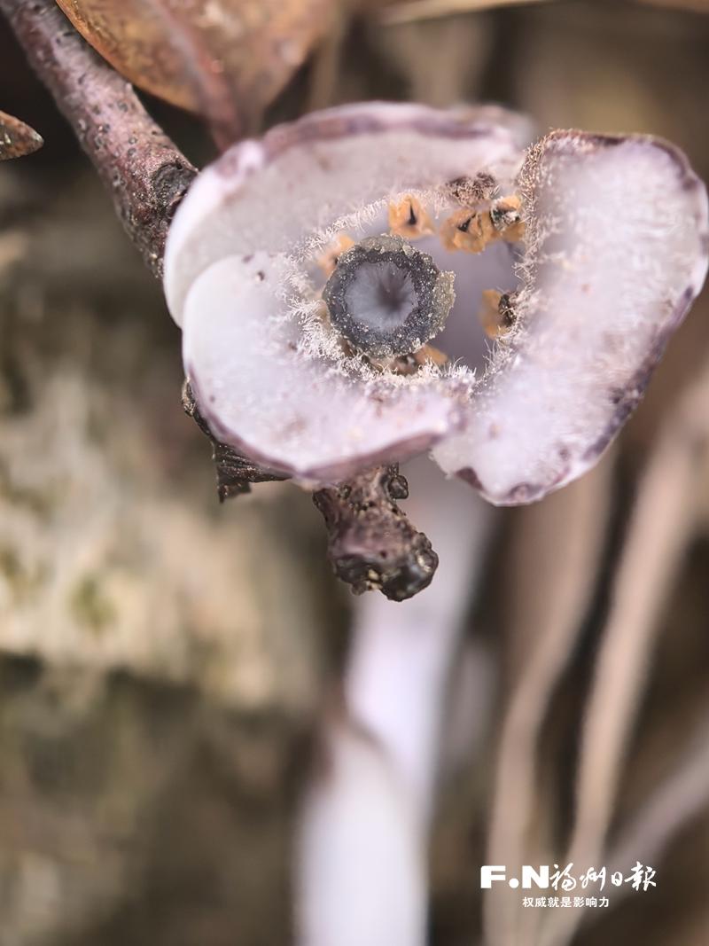 閩侯發(fā)現(xiàn)“幽靈之花” 宛若白色風(fēng)鈴