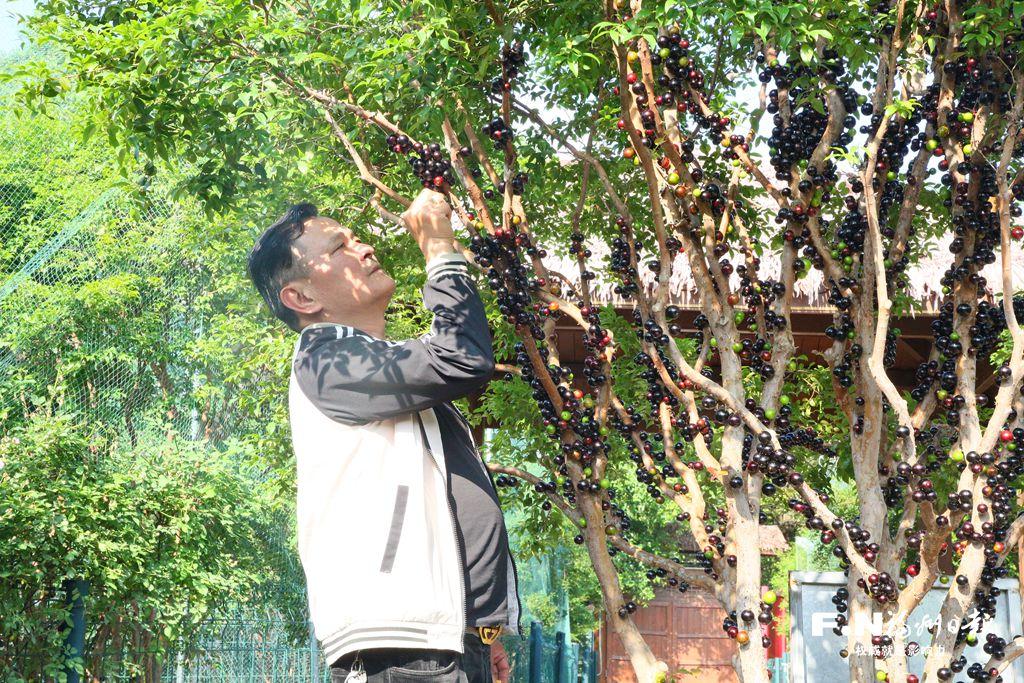 長樂長安村80畝樹葡萄豐收 多元產(chǎn)業(yè)鏈撬動鄉(xiāng)村甜蜜經(jīng)濟