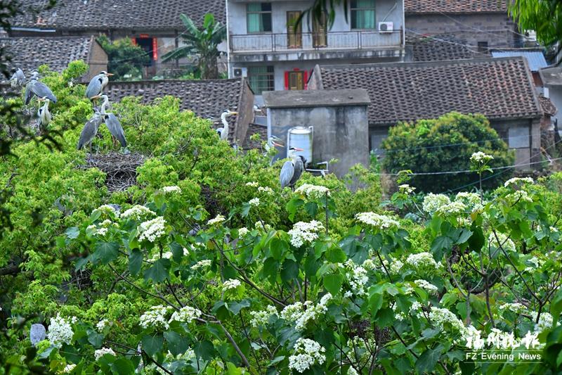 羅源濂澳村：蒼鷺詩意棲居地 人鳥共生數(shù)百年