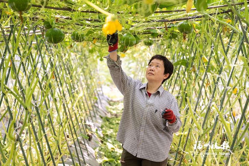 曾小玲：科研育種豐富福州“菜籃子”