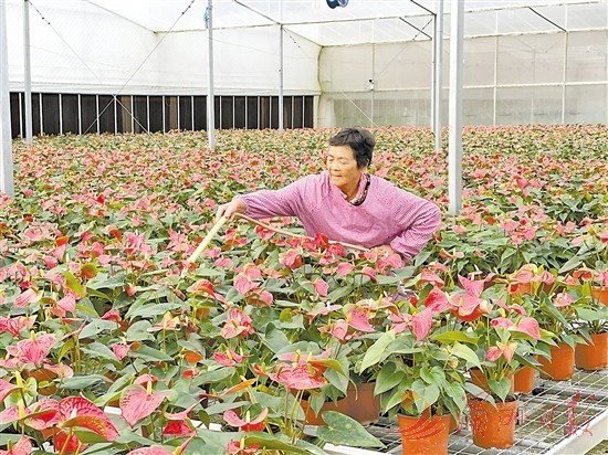 華亭鎮(zhèn)立足資源優(yōu)勢，做大花卉產業(yè)。（來源：湄洲日報）