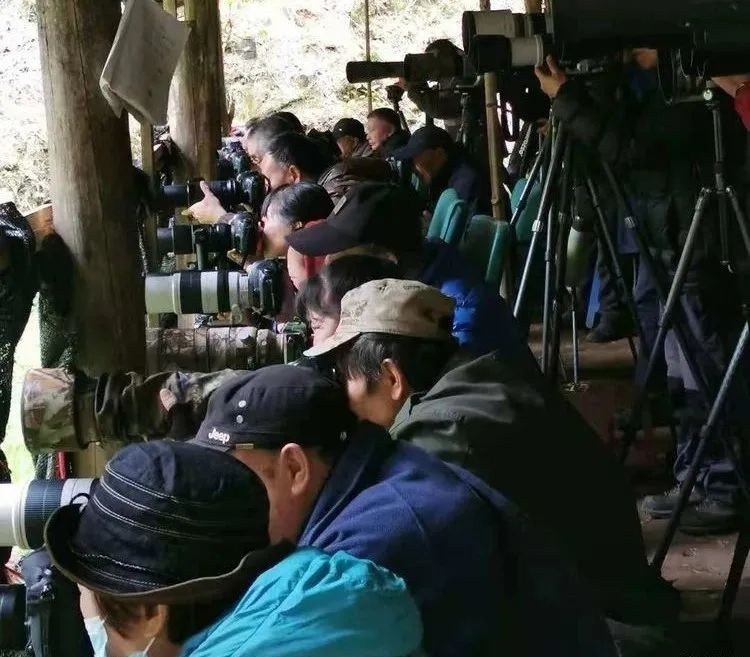 豐田村觀鳥(niǎo)基地